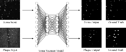 Figure 3 for Joint Optical Neuroimaging Denoising with Semantic Tasks