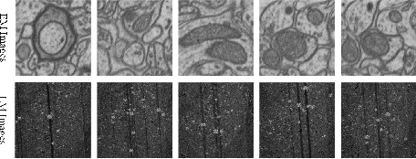 Figure 4 for Joint Optical Neuroimaging Denoising with Semantic Tasks