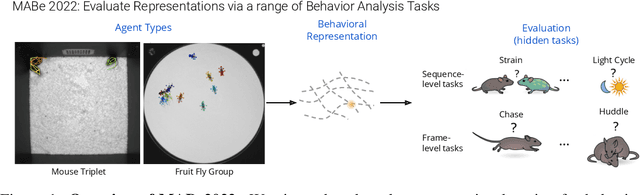 Figure 1 for The MABe22 Benchmarks for Representation Learning of Multi-Agent Behavior