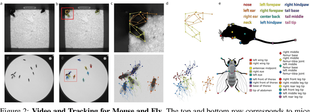 Figure 3 for The MABe22 Benchmarks for Representation Learning of Multi-Agent Behavior