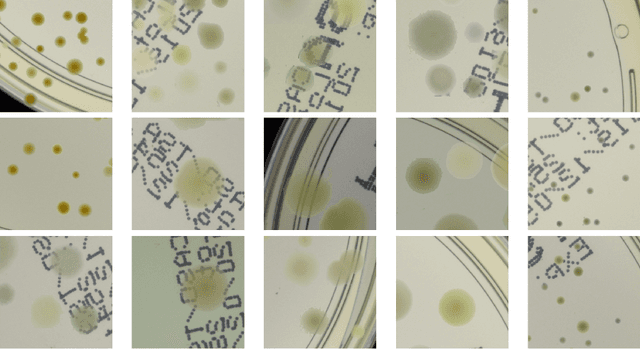 Figure 3 for Generation of microbial colonies dataset with deep learning style transfer