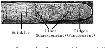 Figure 1 for Finger Texture Biometric Characteristic: a Survey