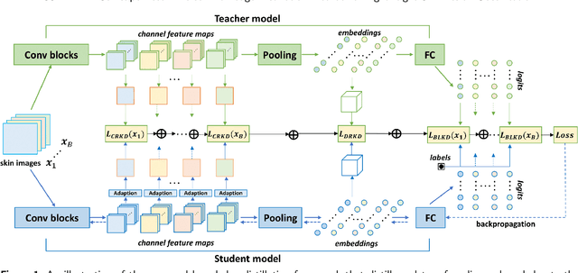 Figure 1 for SSD-KD: A Self-supervised Diverse Knowledge Distillation Method for Lightweight Skin Lesion Classification Using Dermoscopic Images