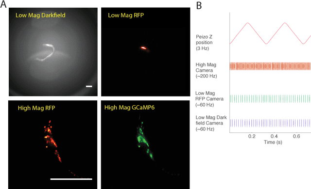 Figure 3 for Automatically tracking neurons in a moving and deforming brain