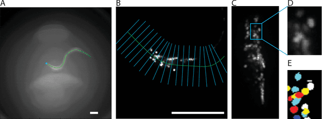 Figure 4 for Automatically tracking neurons in a moving and deforming brain