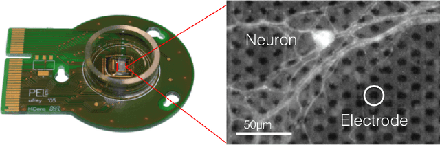 Figure 1 for Neural Autopoiesis: Organizing Self-Boundary by Stimulus Avoidance in Biological and Artificial Neural Networks