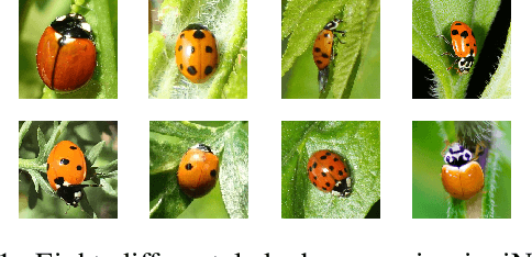 Figure 1 for Coarse2Fine: A Two-stage Training Method for Fine-grained Visual Classification