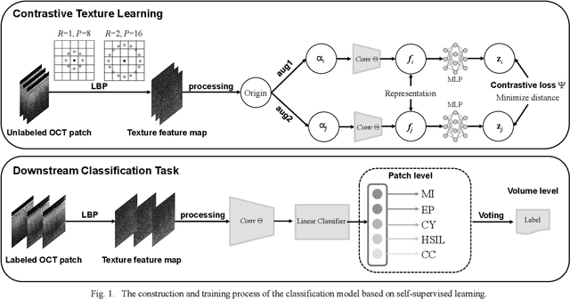 Figure 1 for Cervical Optical Coherence Tomography Image Classification Based on Contrastive Self-Supervised Texture Learning