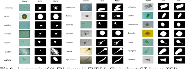Figure 4 for EMDS-5: Environmental Microorganism Image Dataset Fifth Version for Multiple Image Analysis Tasks