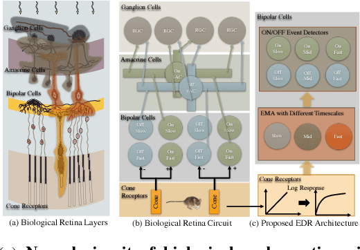 Figure 1 for Fast Retinomorphic Event Stream for Video Recognition and Reinforcement Learning