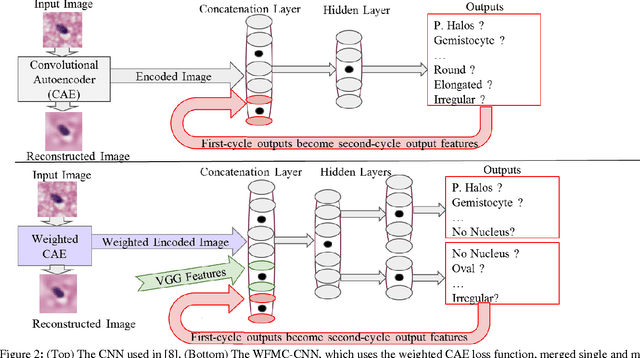 Figure 4 for Center-Focusing Multi-task CNN with Injected Features for Classification of Glioma Nuclear Images