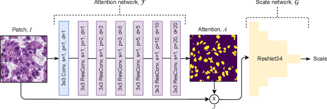 Figure 1 for Self-Supervised Nuclei Segmentation in Histopathological Images Using Attention