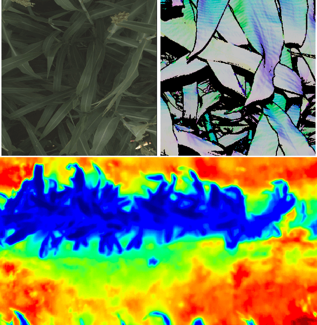 Figure 3 for Multi-resolution Outlier Pooling for Sorghum Classification