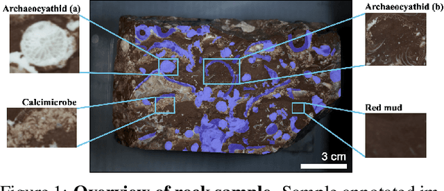 Figure 1 for Improving Fine-Grain Segmentation via Interpretable Modifications: A Case Study in Fossil Segmentation