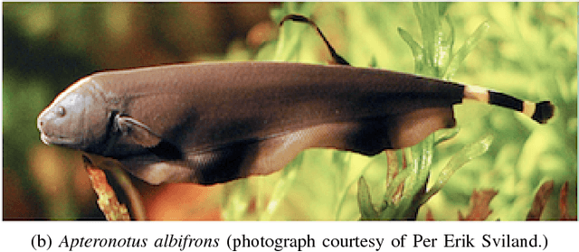 Figure 1 for Ergodic Exploration of Distributed Information