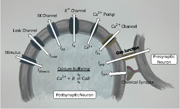 Figure 3 for SIM-CE: An Advanced Simulink Platform for Studying the Brain of Caenorhabditis elegans