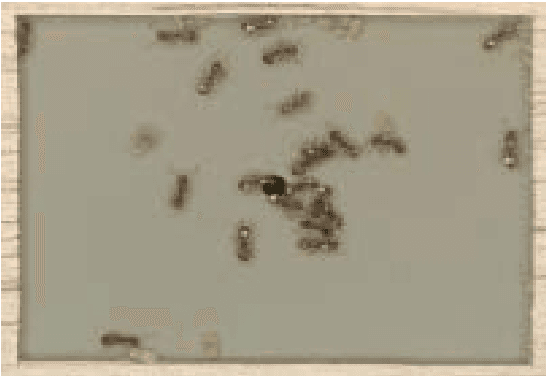 Figure 3 for A Model-Based Approach to Predicting Predator-Prey & Friend-Foe Relationships in Ant Colonies