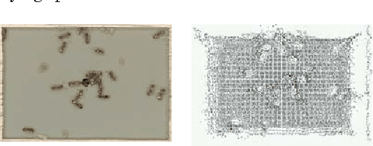 Figure 4 for A Model-Based Approach to Predicting Predator-Prey & Friend-Foe Relationships in Ant Colonies