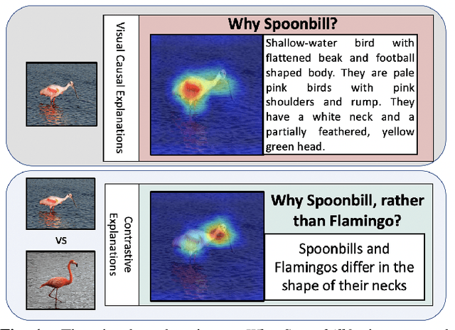 Figure 1 for Contrastive Explanations in Neural Networks
