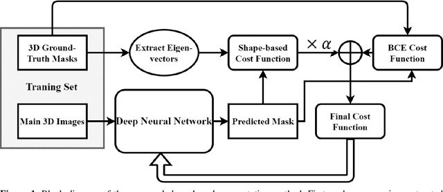 Figure 1 for A novel shape-based loss function for machine learning-based seminal organ segmentation in medical imaging