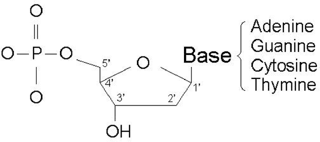 Figure 1 for Constructing Bio-molecular Databases on a DNA-based Computer