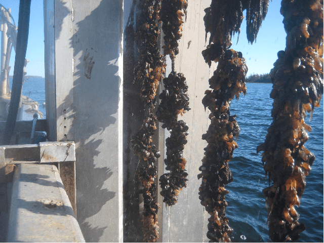 Figure 1 for The Ciona17 Dataset for Semantic Segmentation of Invasive Species in a Marine Aquaculture Environment
