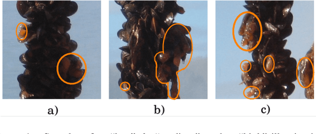 Figure 4 for The Ciona17 Dataset for Semantic Segmentation of Invasive Species in a Marine Aquaculture Environment