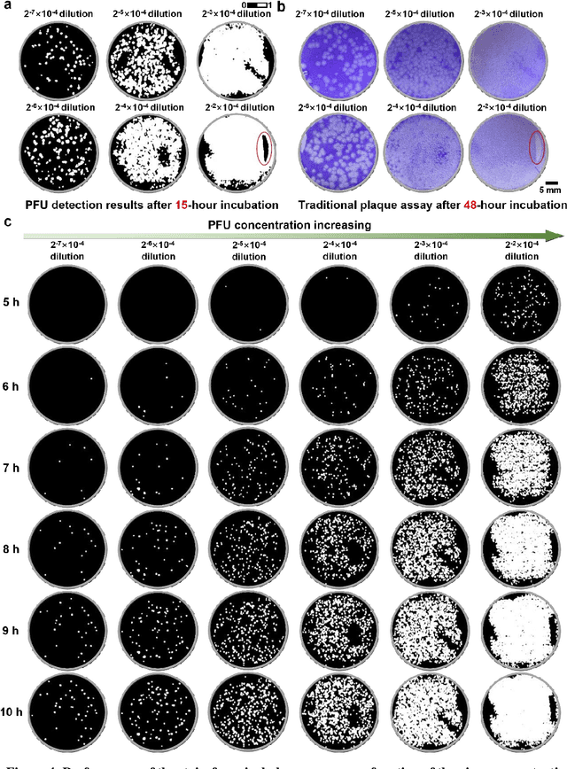 Figure 4 for Stain-free, rapid, and quantitative viral plaque assay using deep learning and holography