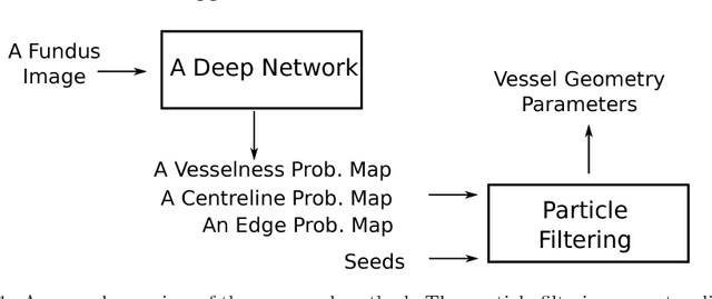 Figure 1 for A Recursive Bayesian Approach To Describe Retinal Vasculature Geometry