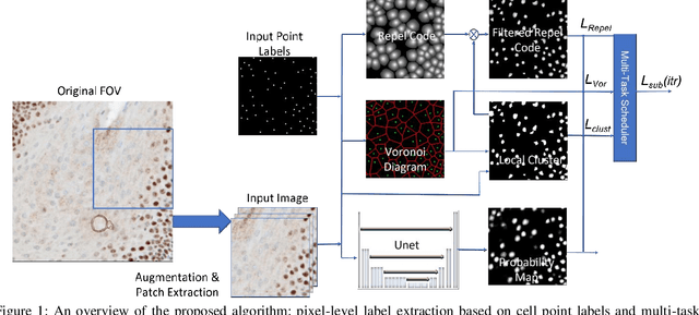 Figure 1 for Weakly Supervised Multi-Task Learning for Cell Detection and Segmentation
