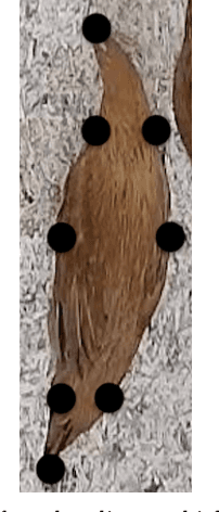 Figure 3 for Birds' Eye View: Measuring Behavior and Posture of Chickens as a Metric for Their Well-Being