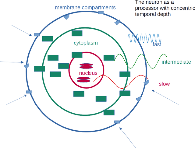 Figure 3 for Sketch of a novel approach to a neural model