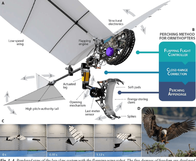 Figure 1 for How ornithopters can perch autonomously on a branch