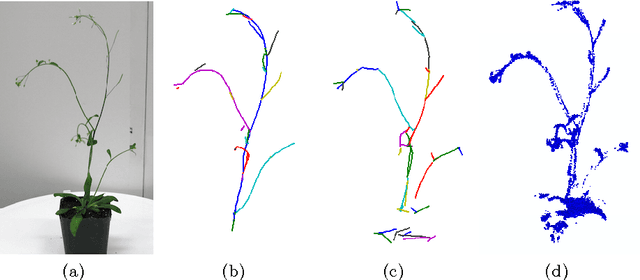 Figure 4 for Branching Gaussian Processes with Applications to Spatiotemporal Reconstruction of 3D Trees