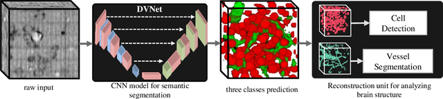 Figure 1 for DVNet: A Memory-Efficient Three-Dimensional CNN for Large-Scale Neurovascular Reconstruction