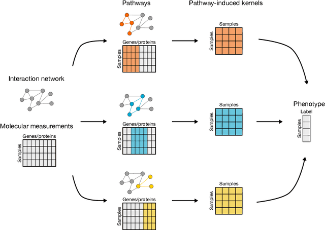 Figure 1 for PIMKL: Pathway Induced Multiple Kernel Learning
