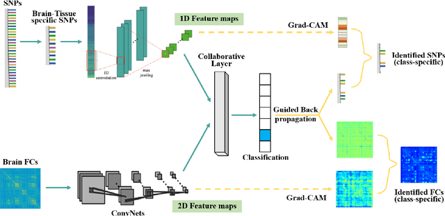 Figure 1 for Interpretable multimodal fusion networks reveal mechanisms of brain cognition