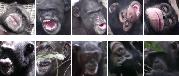 Figure 3 for Similarity Learning Networks for Animal Individual Re-Identification - Beyond the Capabilities of a Human Observer