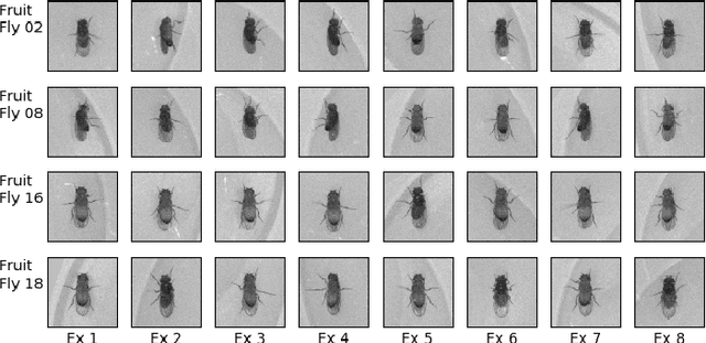 Figure 4 for Similarity Learning Networks for Animal Individual Re-Identification - Beyond the Capabilities of a Human Observer