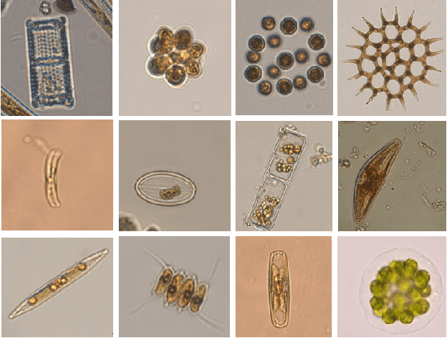 Figure 1 for Multi-Target Deep Learning for Algal Detection and Classification