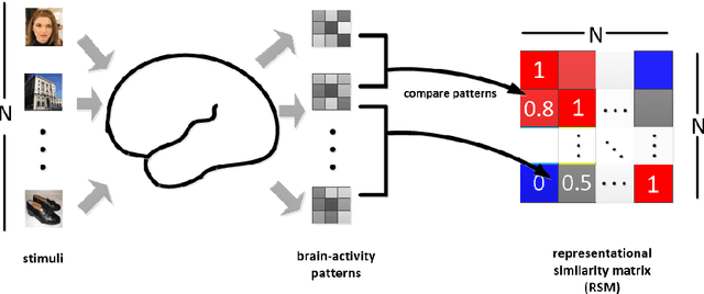 Figure 1 for Gradient-based Representational Similarity Analysis with Searchlight for Analyzing fMRI Data