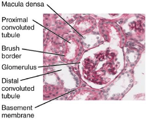 Figure 1 for Prediction of Kidney Function from Biopsy Images Using Convolutional Neural Networks