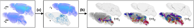 Figure 1 for GlymphVIS: Visualizing Glymphatic Transport Pathways Using Regularized Optimal Transport