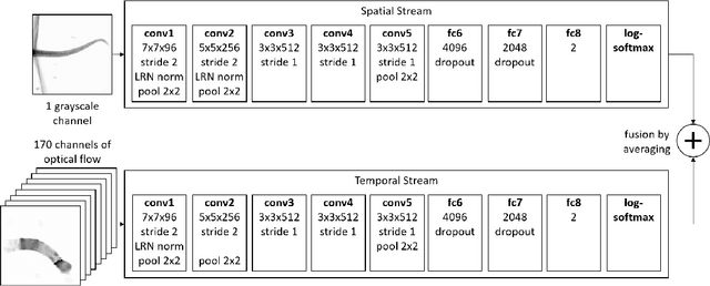 Figure 3 for Analysis of Video Feature Learning in Two-Stream CNNs on the Example of Zebrafish Swim Bout Classification