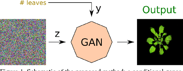 Figure 1 for ARIGAN: Synthetic Arabidopsis Plants using Generative Adversarial Network