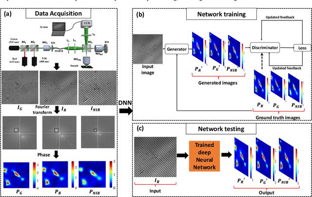 Figure 3 for Single-shot multispectral quantitative phase imaging using deep neural network