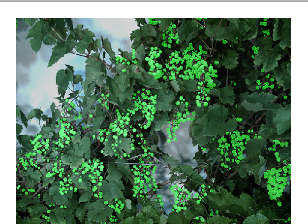 Figure 1 for Counting of Grapevine Berries in Images via Semantic Segmentation using Convolutional Neural Networks