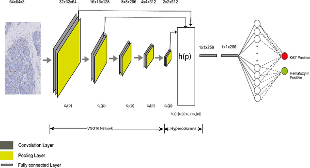 Figure 3 for DeepSDCS: Dissecting cancer proliferation heterogeneity in Ki67 digital whole slide images