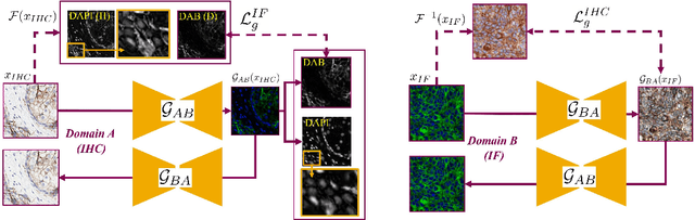 Figure 1 for Stain Isolation-based Guidance for Improved Stain Translation