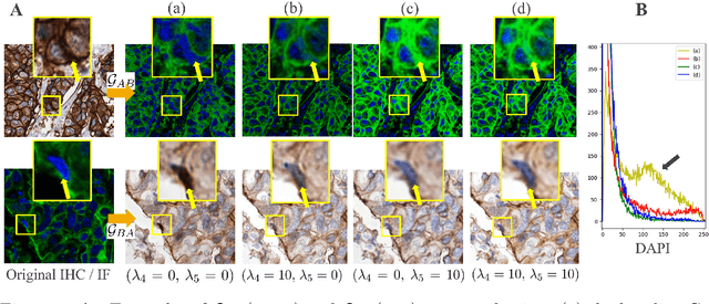 Figure 2 for Stain Isolation-based Guidance for Improved Stain Translation